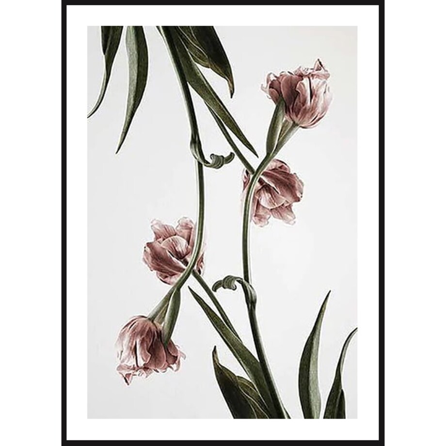 Poster Story, Plakat, Obraz - Różowe Tulipany No3