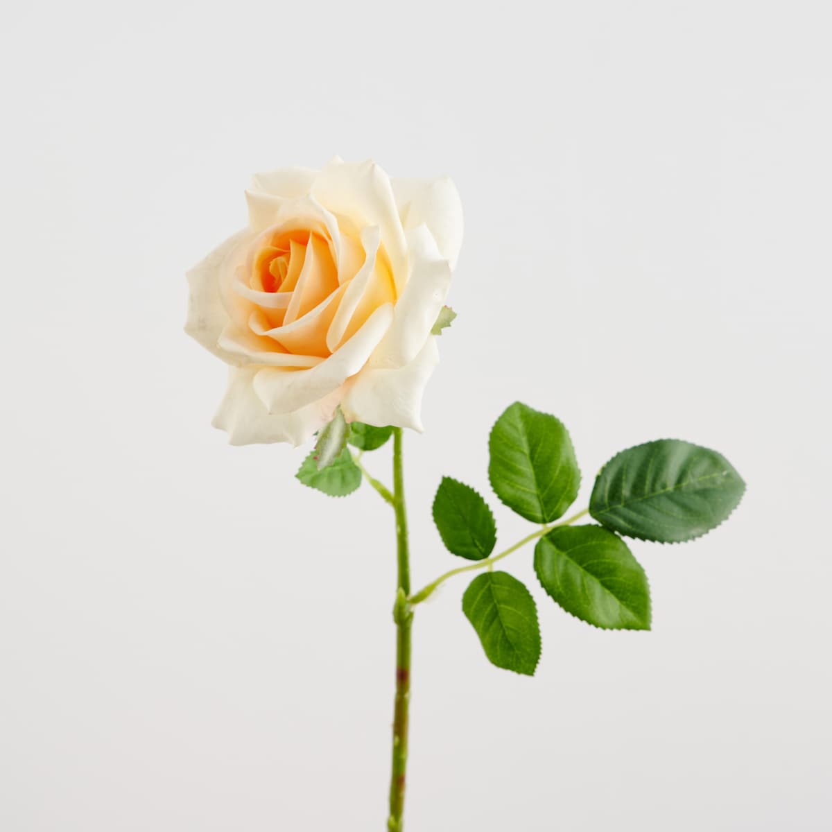 Kwiat Roze