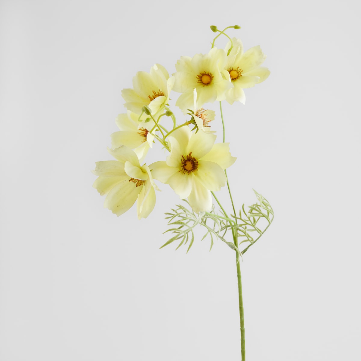 Kwiat Magnoly z motywem kwiatowym