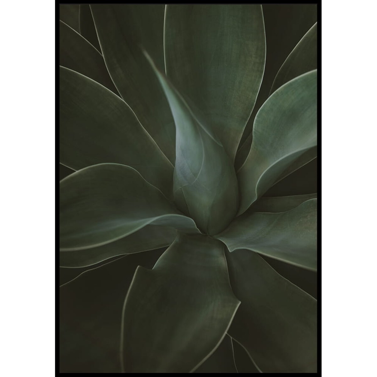 plakat agawa 30x40 cm