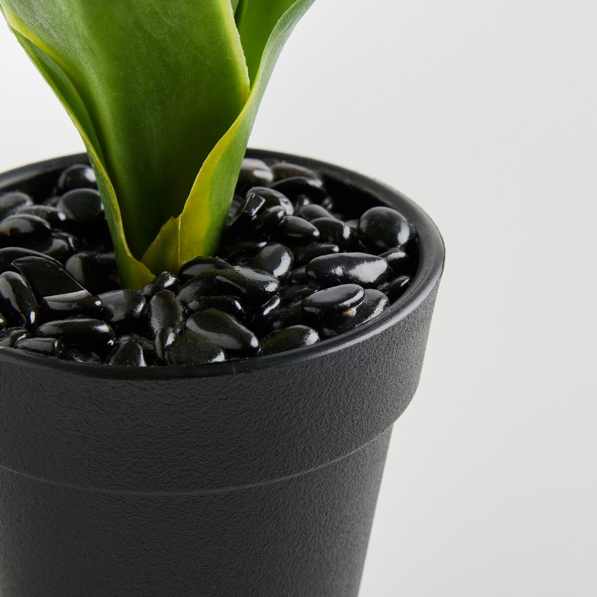 Stroik Pedito z motywem tropikalnym