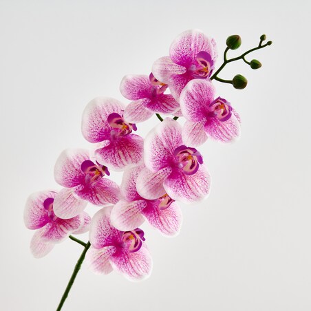 Kwiat Orchstem z motywem roślinnym