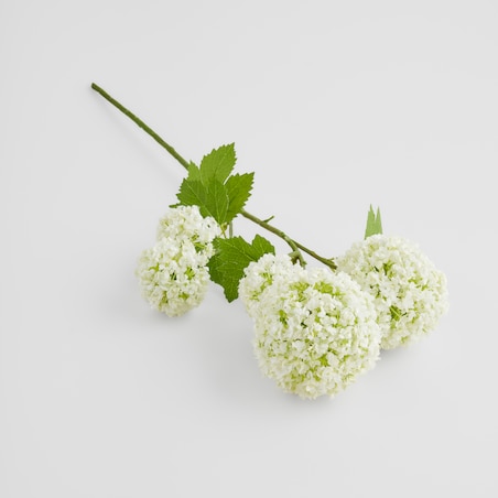 Kwiat Serosa z motywem roślinnym