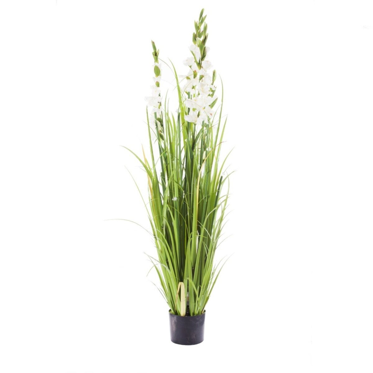 Stroik Gladiola Diamond