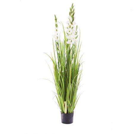 Stroik Gladiola Diamond