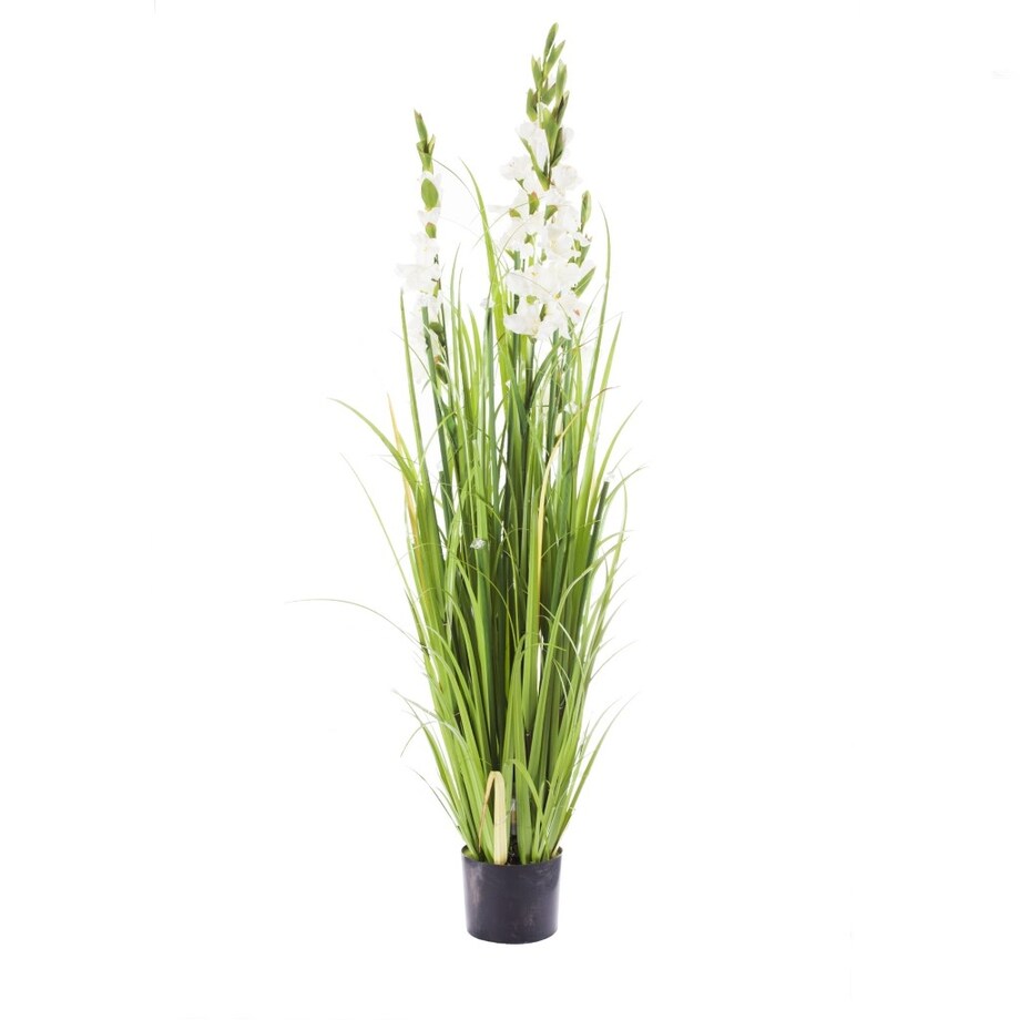 Stroik Gladiola Diamond