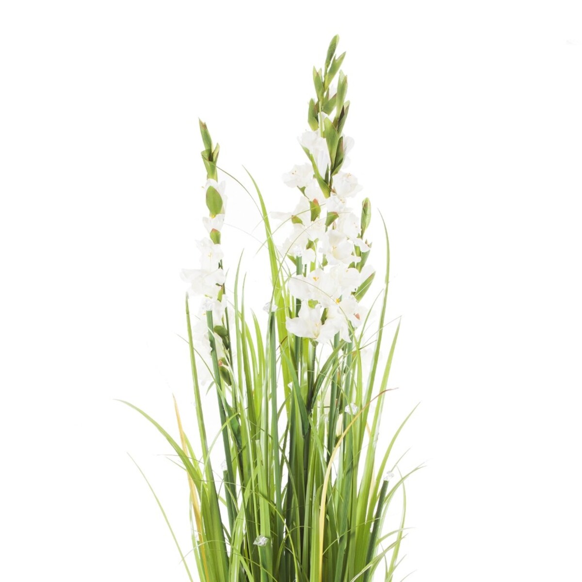Stroik Gladiola Diamond