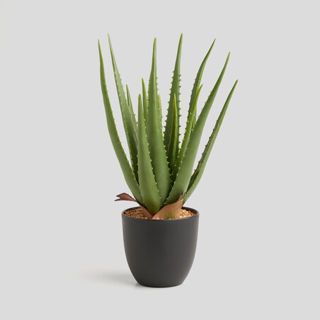 Stroik Aloe