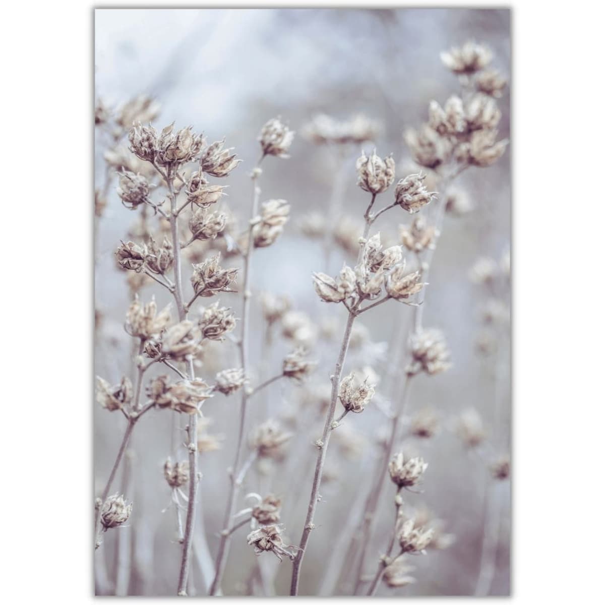 plakat delikatne suche kwiaty 70x100 cm