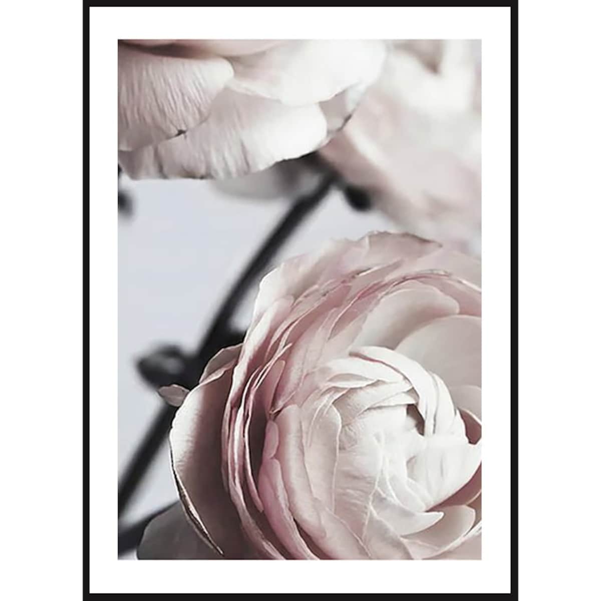 Poster Story, Plakat, Obraz - Delikatne Róże No2, wymiary 42 x 60 cm