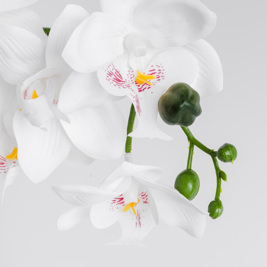 Stroik Orchisso