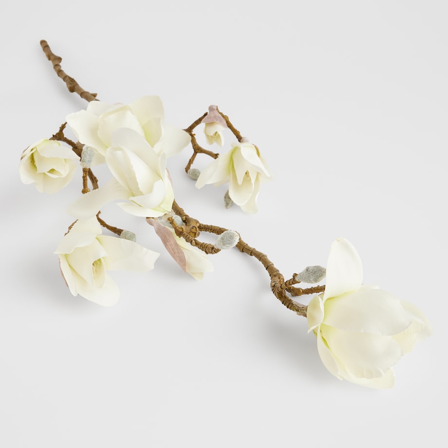 Kwiat Magnoso