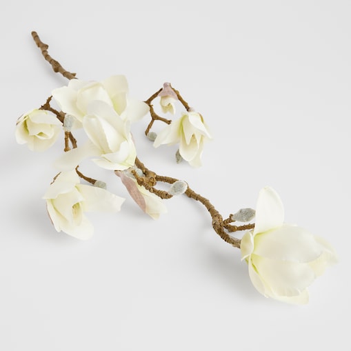 Kwiat Magnoso