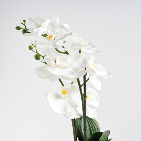 Stroik Orchalica z motywem roślinnym