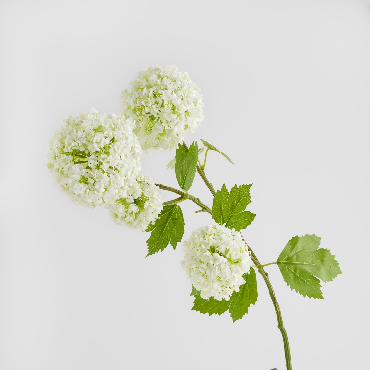 Kwiat Serosa z motywem roślinnym