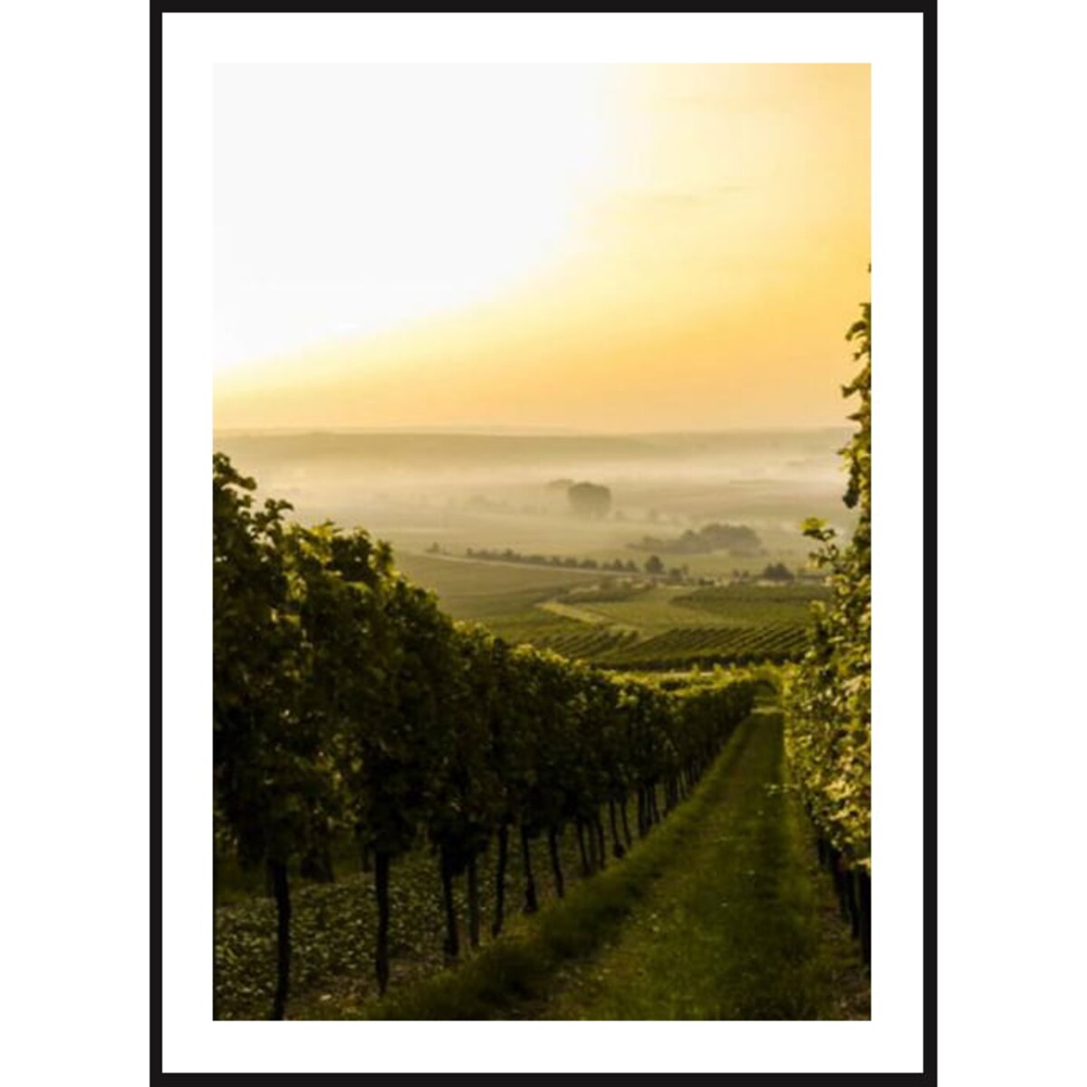Poster Story, Plakat, Obraz - Winnice w Toskanii