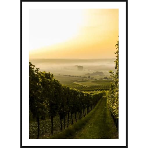 Poster Story, Plakat, Obraz - Winnice w Toskanii