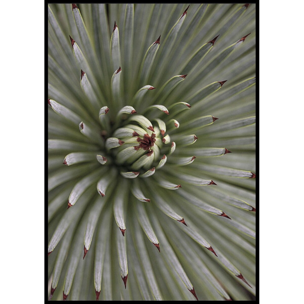 plakat zielona agawa 30x40 cm