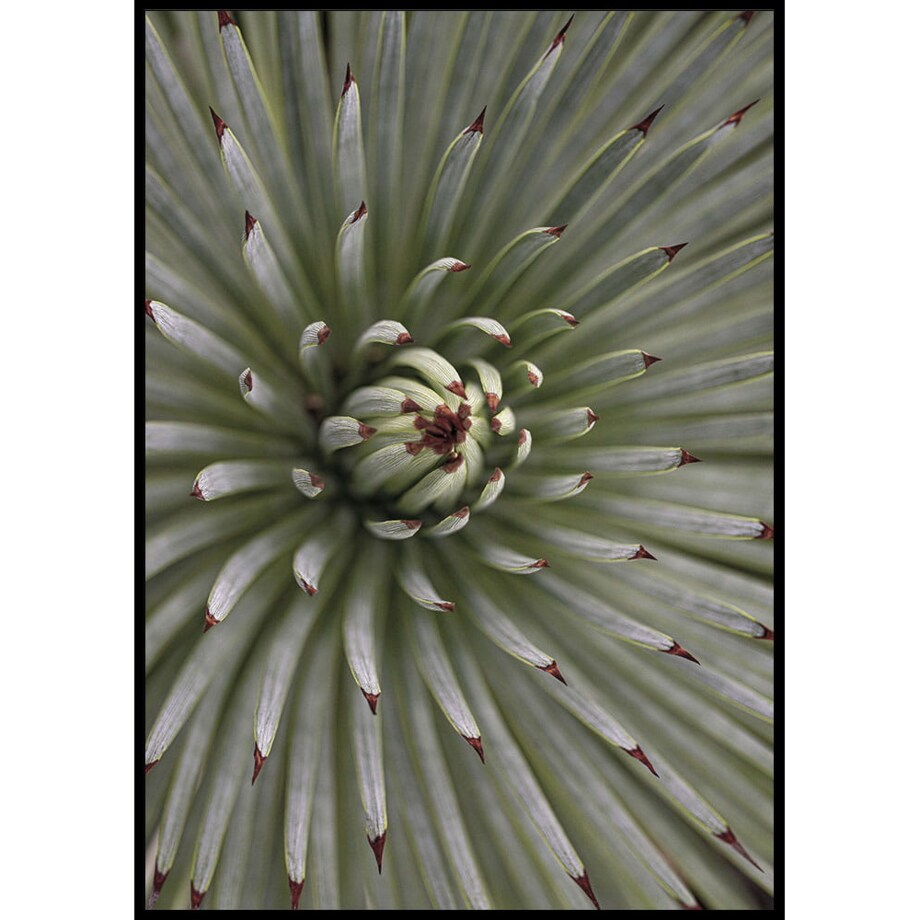 plakat zielona agawa 30x40 cm