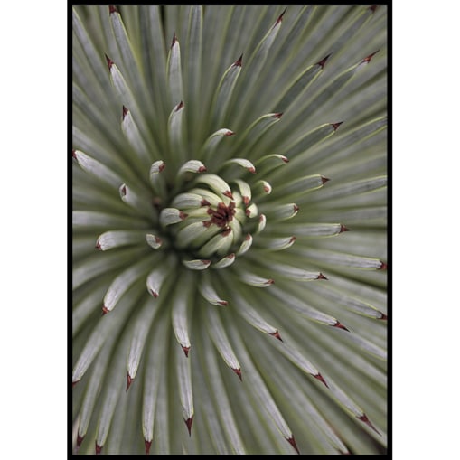 plakat zielona agawa 30x40 cm