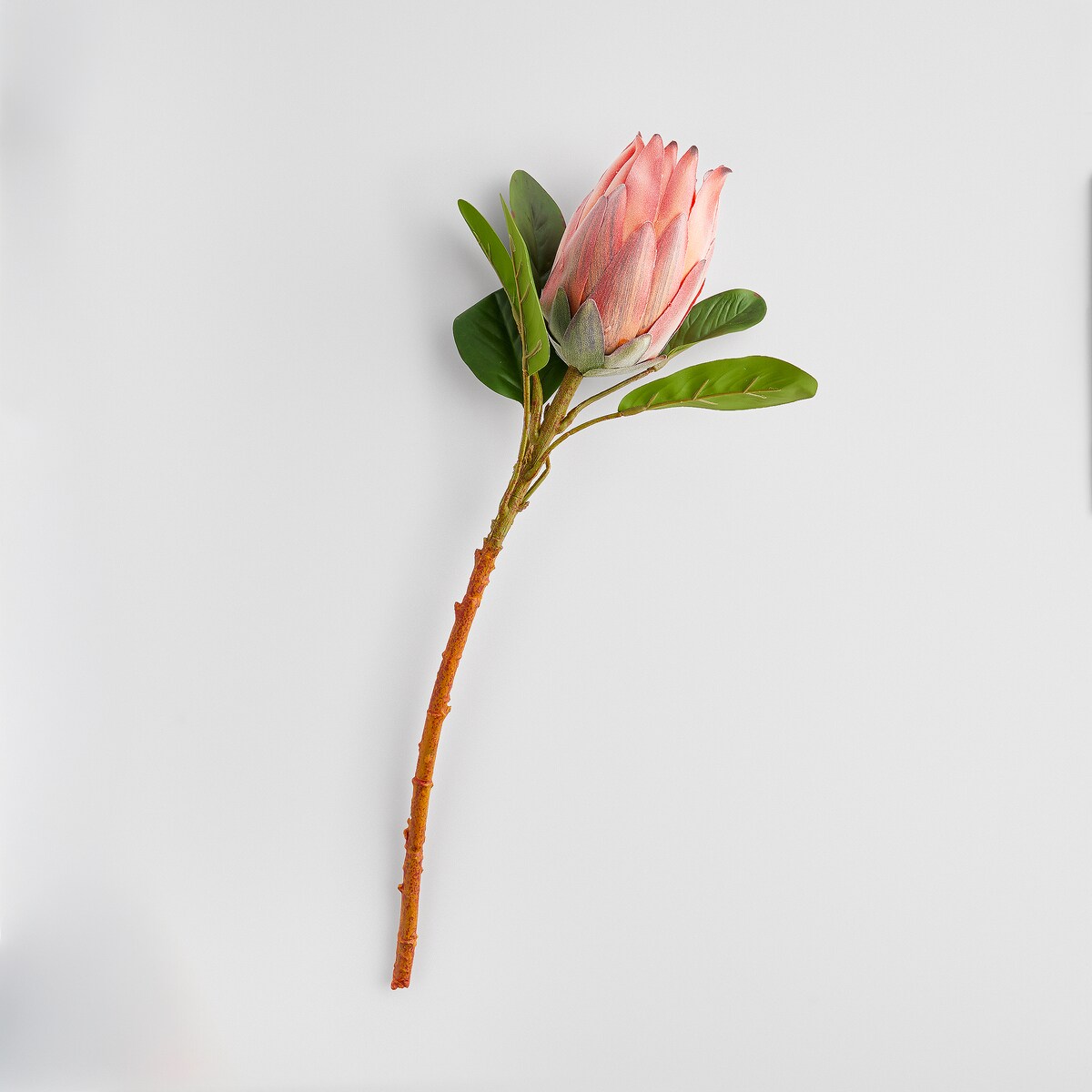 Kwiat Rovis z motywem roślinnym