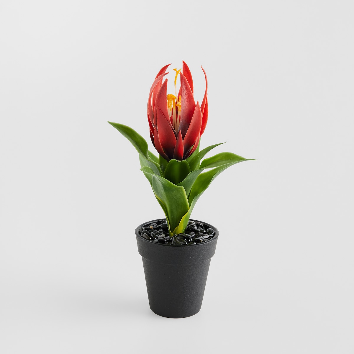 Stroik Pedito z motywem tropikalnym