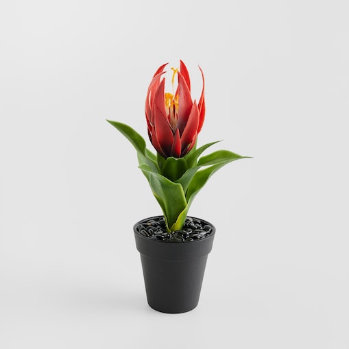 Stroik Pedito z motywem tropikalnym