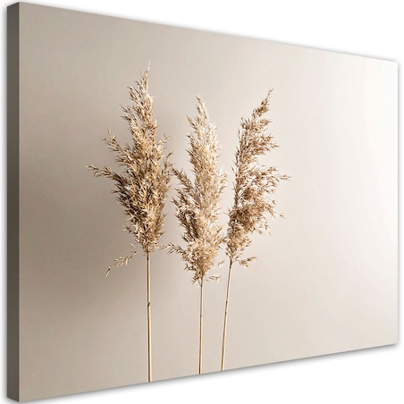 Obraz do salonu kuchni biura, Trawa pampasowa rośliny natura beżowy 120x80