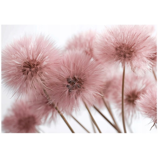 Fototapeta Do Sypialni Salonu Na Flizelinie Dmuchawce Natura Różowy 300x210