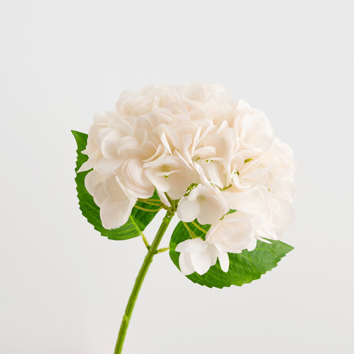 Kwiat Albumio z motywem roślinnym