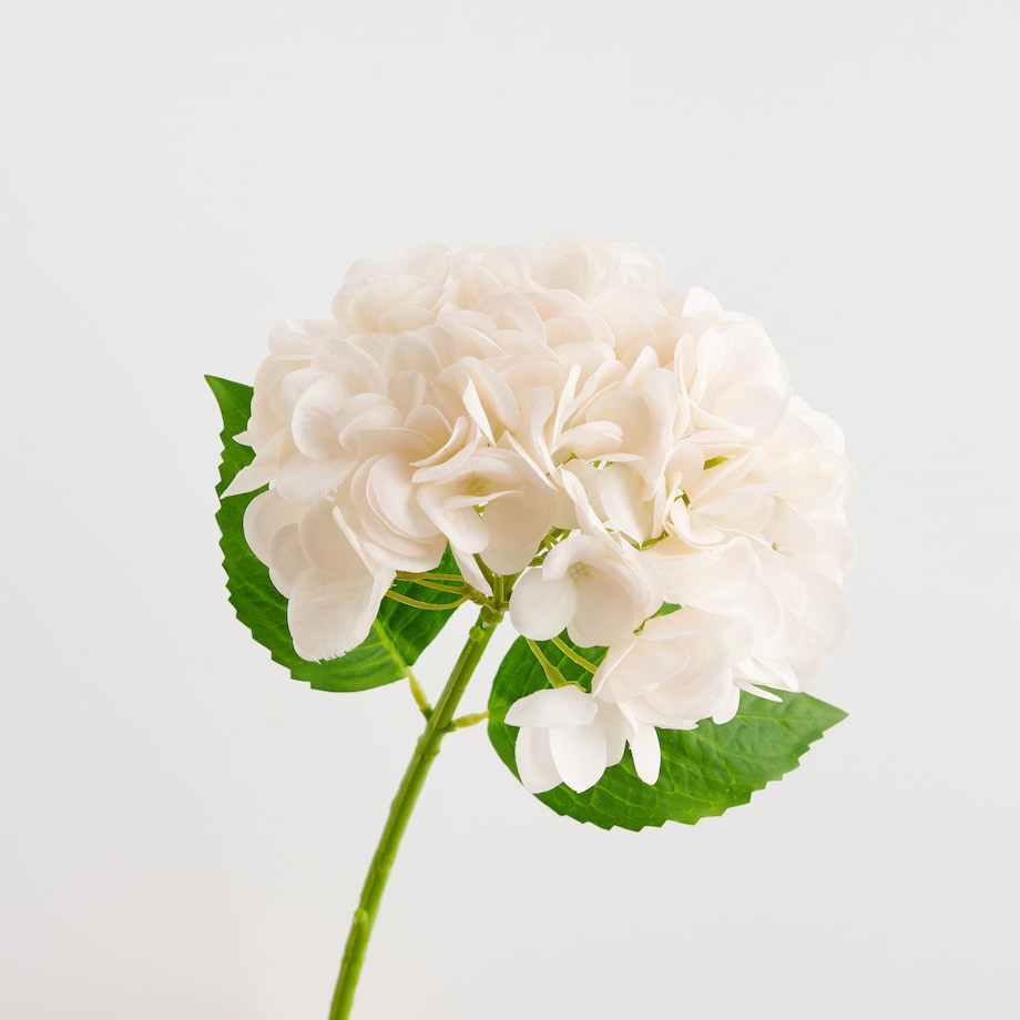 Kwiat Albumio z motywem roślinnym