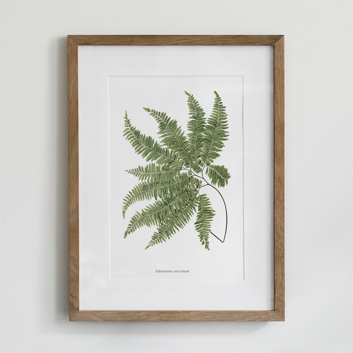 Plakat Paproć 21x30cm