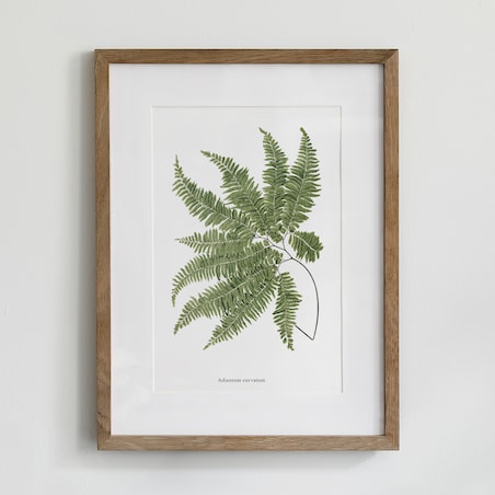 Plakat Paproć 21x30cm