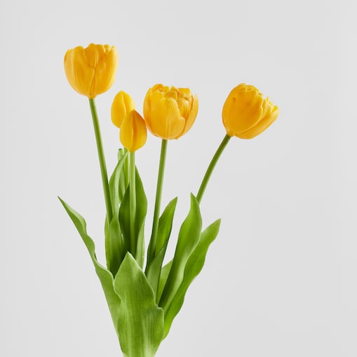Bukiet Tulipanis