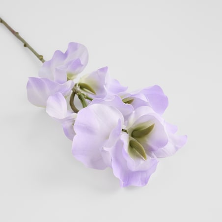 Kwiat Belisi z motywem kwiatowym