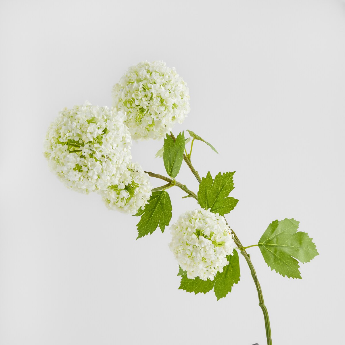 Kwiat Serosa z motywem roślinnym