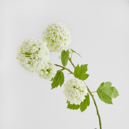 Kwiat Serosa z motywem roślinnym