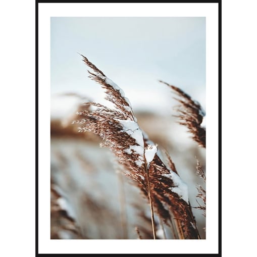 Poster Story, Plakat, Obraz - Ośnieżona Trawa Polna