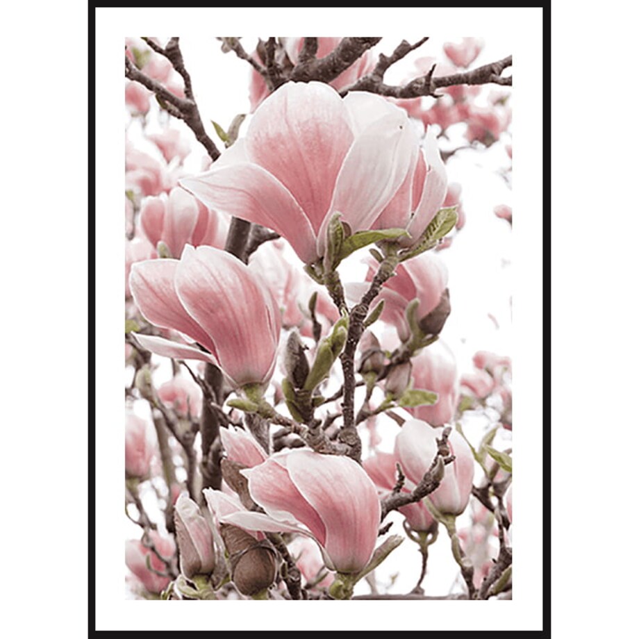 Poster Story, Plakat, Obraz - Różowa Magnolia w Akwareli