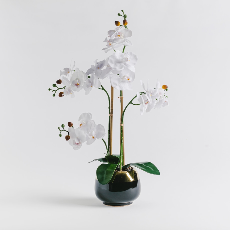 Stroik Orchielegant