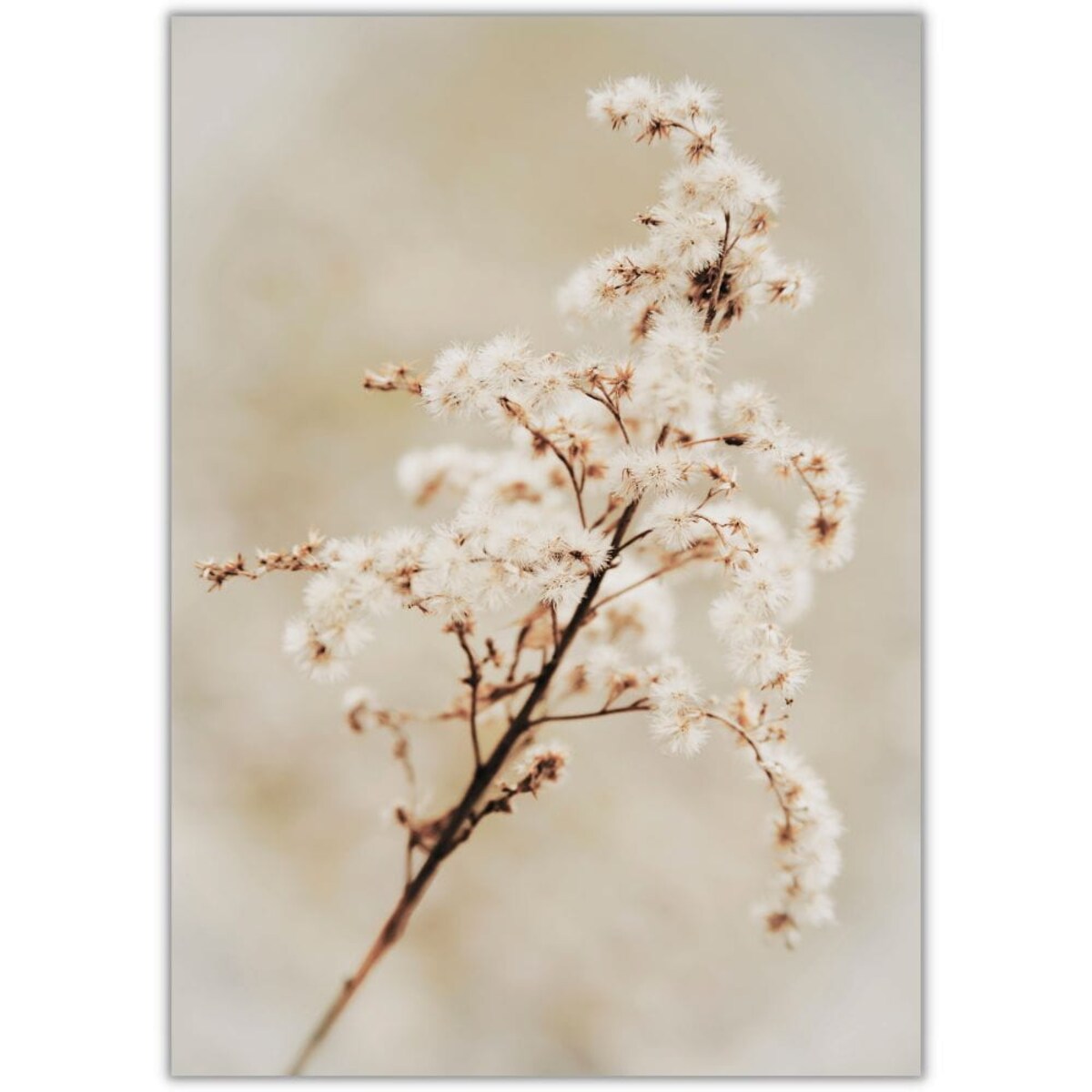 plakat dry wild flowers 21x30 cm