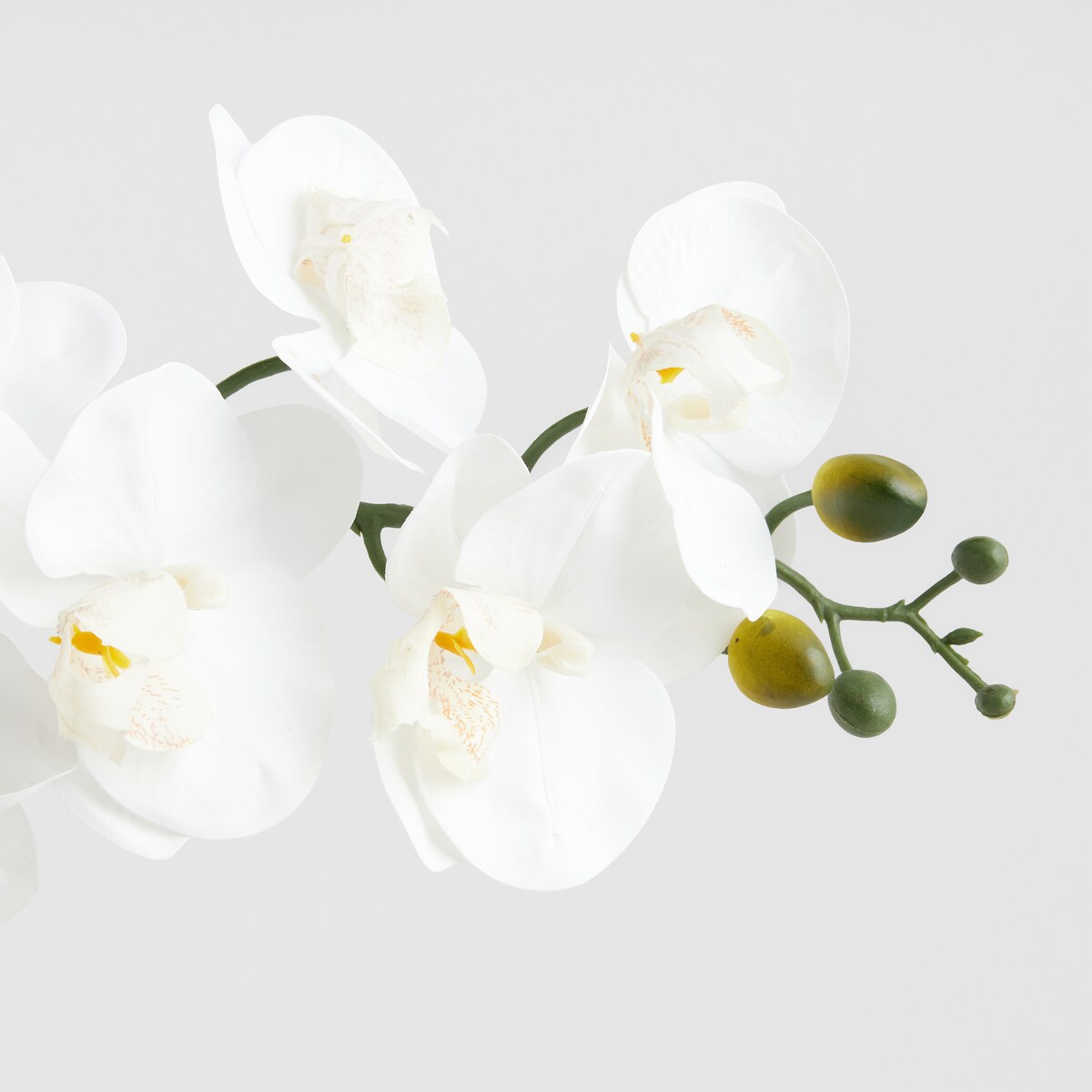 Stroik Orchiheart