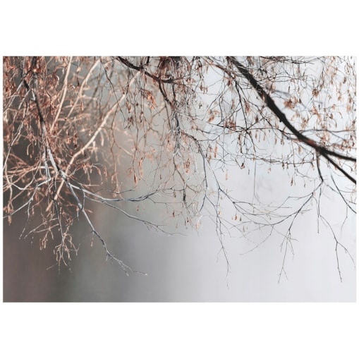 Fototapeta Do Sypialni Salonu Na Flizelinie Gałązki Beton Szary 250x175