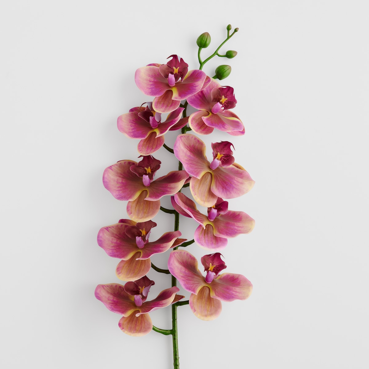 Kwiat Orchstem z motywem roślinnym