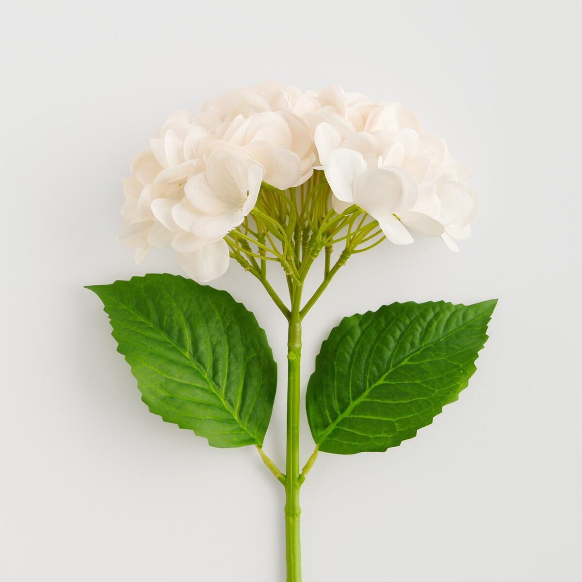 Kwiat Albumio z motywem roślinnym