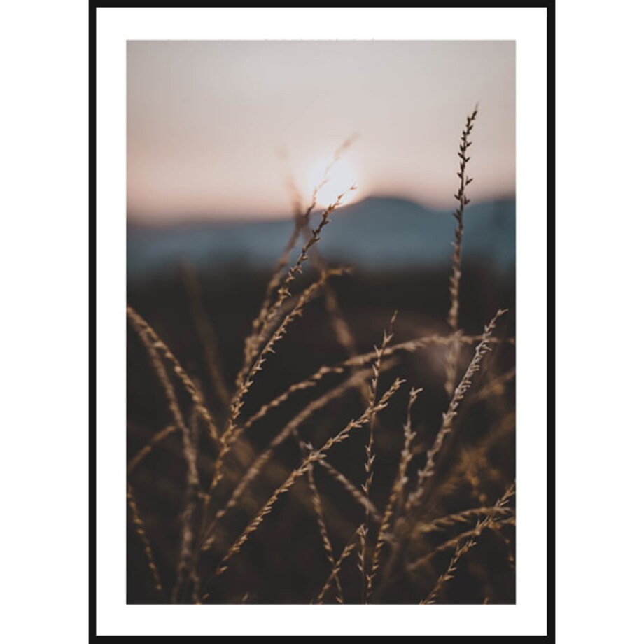 Poster Story, Plakat, Obraz - Delikatne Źdźbła Trawy