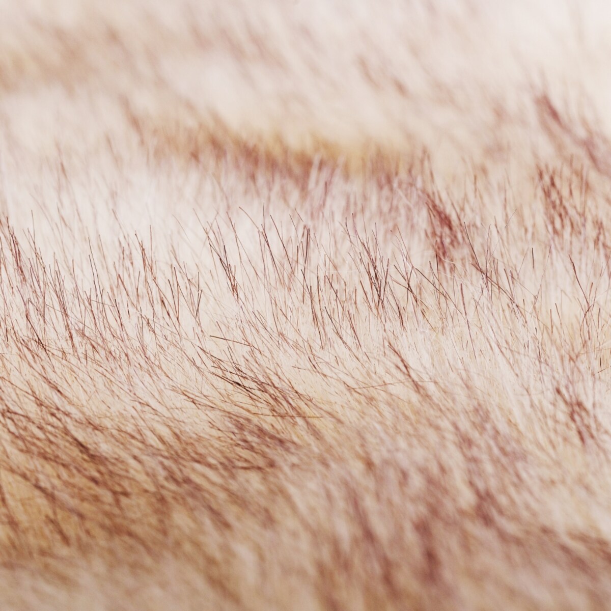 Dywanik Baldi 2 60x90