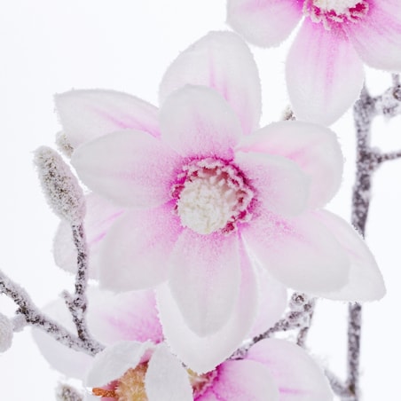 Kwiat Magnolia Snow