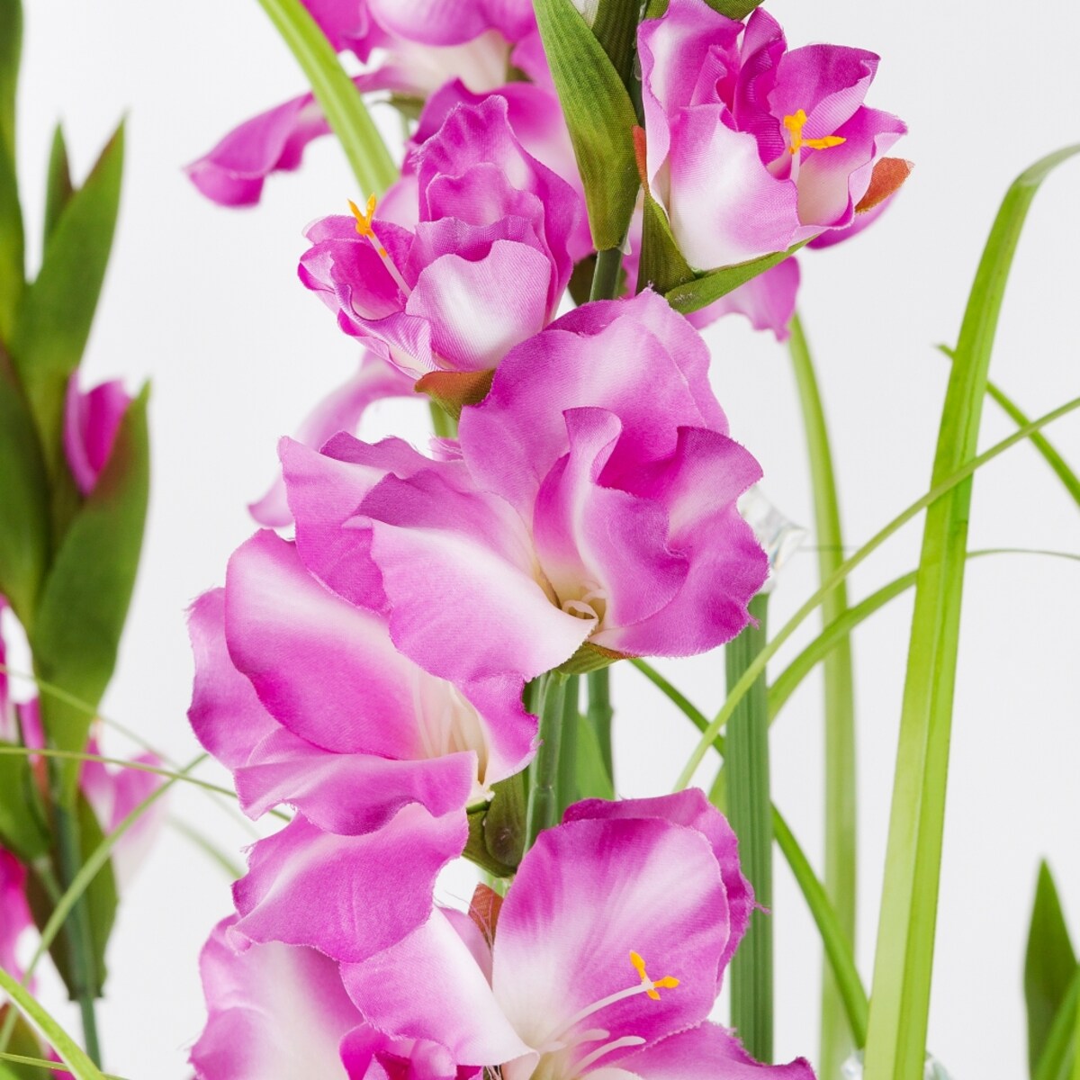 Stroik Led Gladiola
