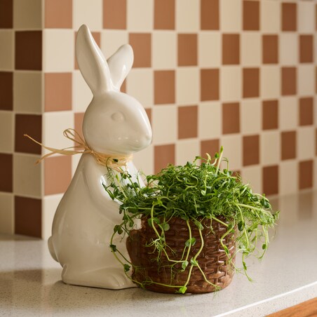 Osłonka Barrowrafios